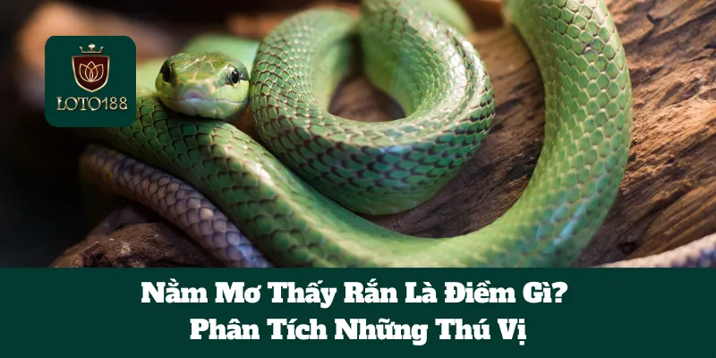 Nằm Mơ Thấy Rắn Là Điềm Gì? Phân Tích Những Thú Vị 1 Nằm Mơ Thấy Rắn Là Điềm Gì? Phân Tích Những Thú Vị